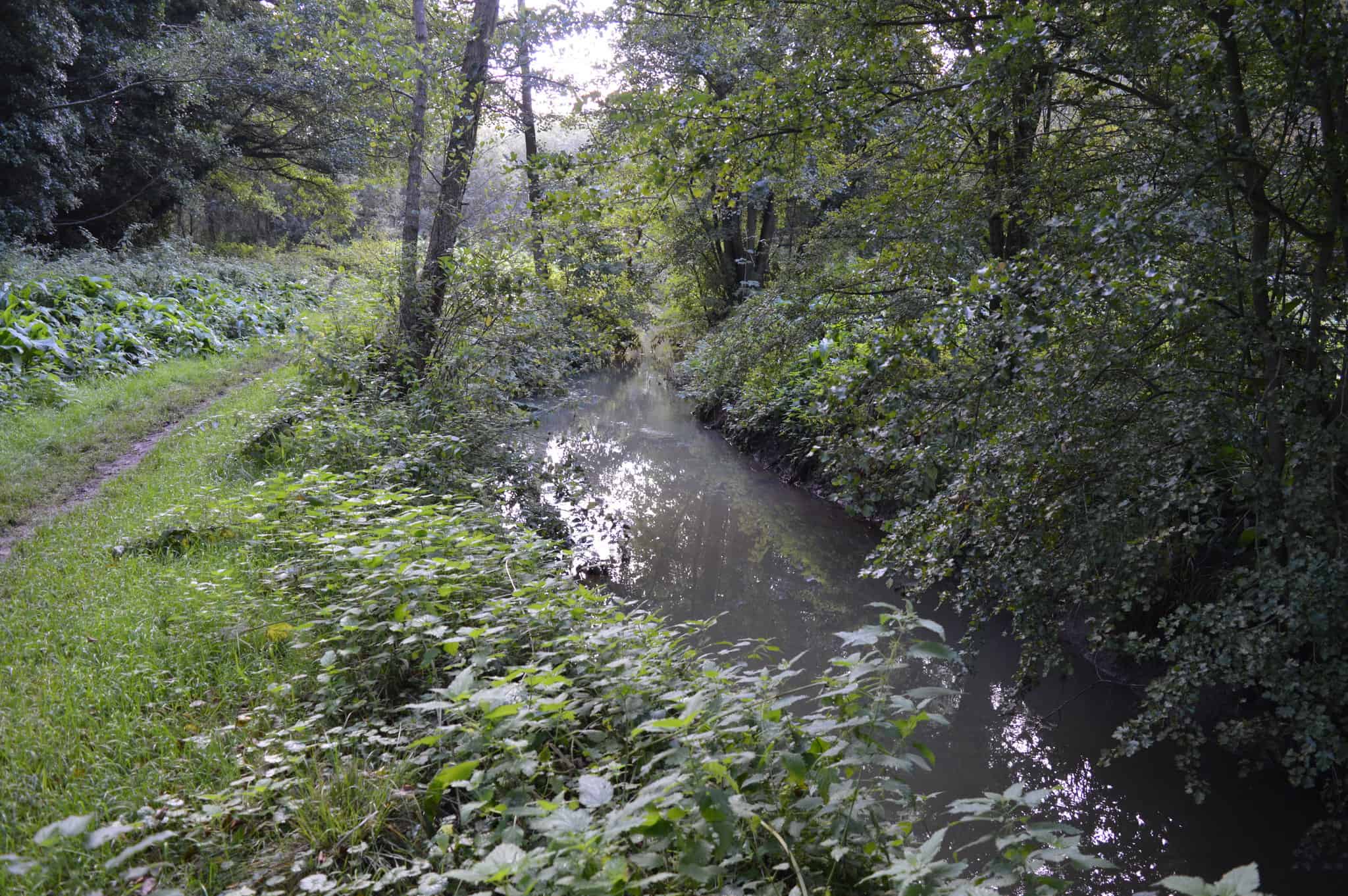 River_Flit_in_Flitwick_Moor_3